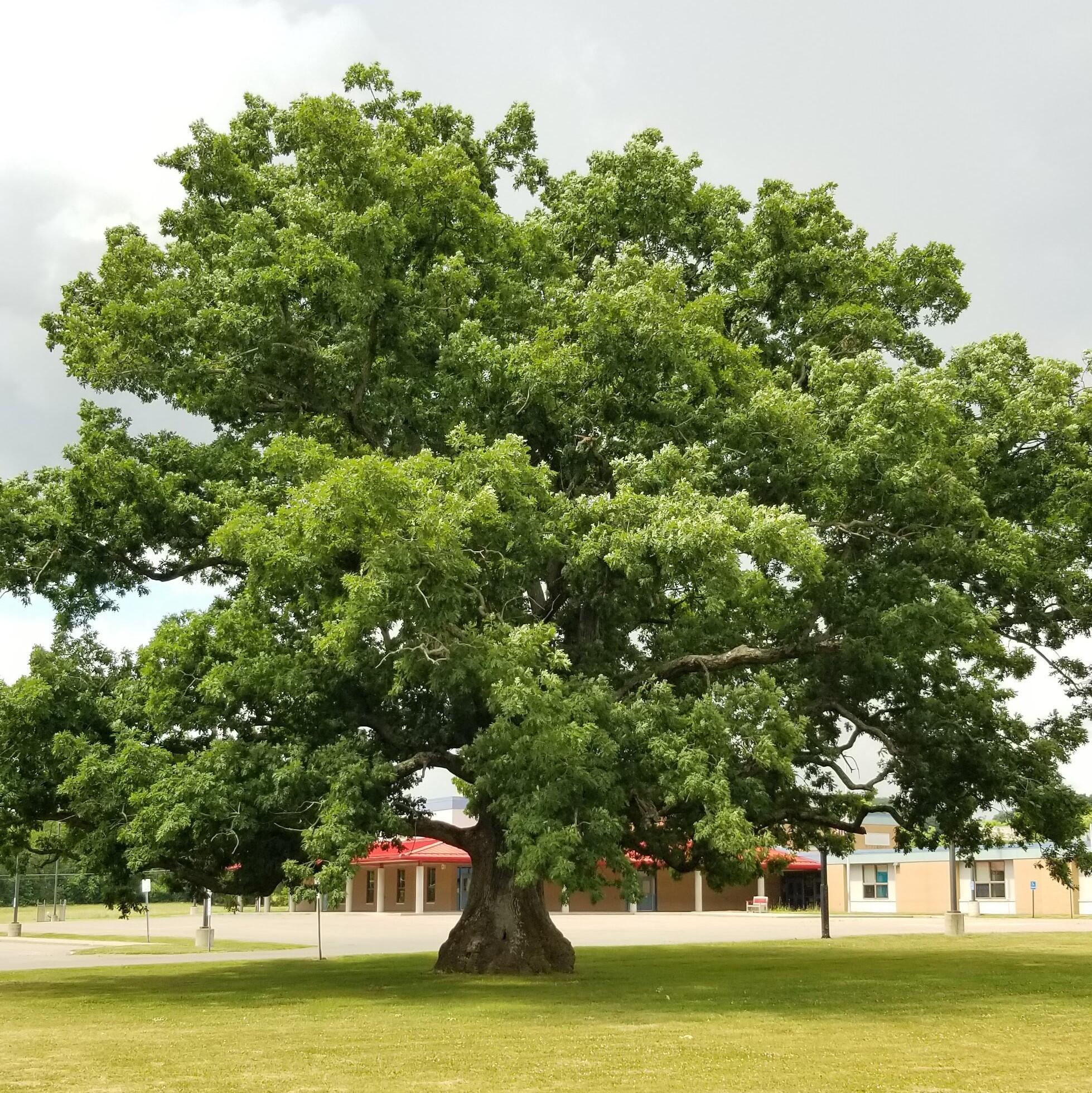 Cochranton Elementary Tree